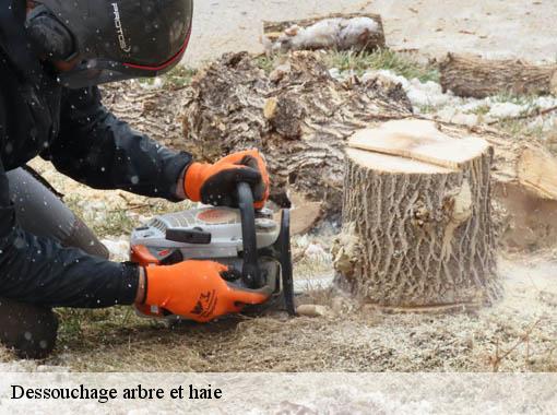 Dessouchage arbre et haie 27 Eure Dawson espace verts