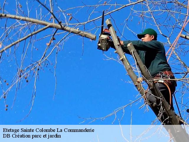 Etetage  sainte-colombe-la-commanderie-27110 DB Création parc et jardin