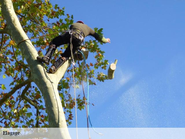 Elagage gournay-le-guerin-27580 DB Création parc et jardin