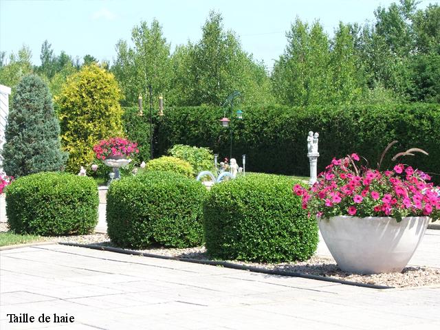 Taille de haie guerny-27720 DB Création parc et jardin