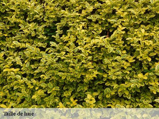 Taille de haie heudicourt-27860 Dawson espace verts