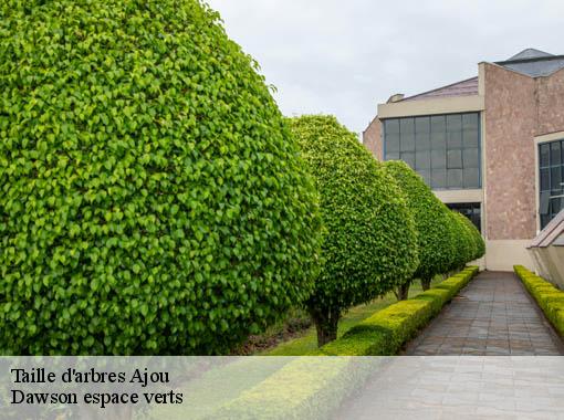 Taille d'arbres ajou-27410 Dawson espace verts
