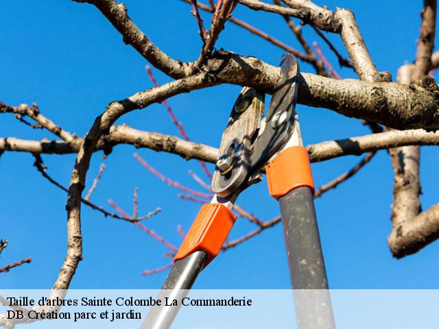 Taille d'arbres sainte-colombe-la-commanderie-27110 DB Création parc et jardin