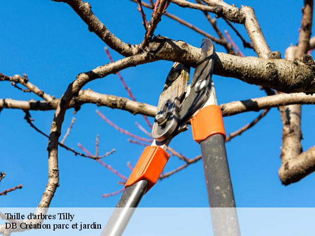 Taille d'arbres  tilly-27510 DB Création parc et jardin