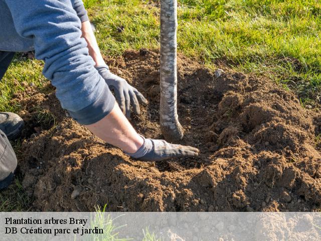 Plantation arbres bray-27170 DB Création parc et jardin
