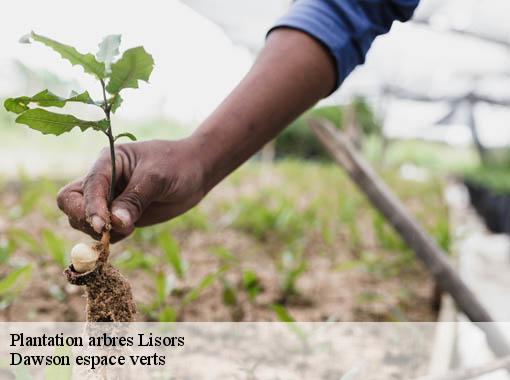 Plantation arbres lisors-27440 Dawson espace verts
